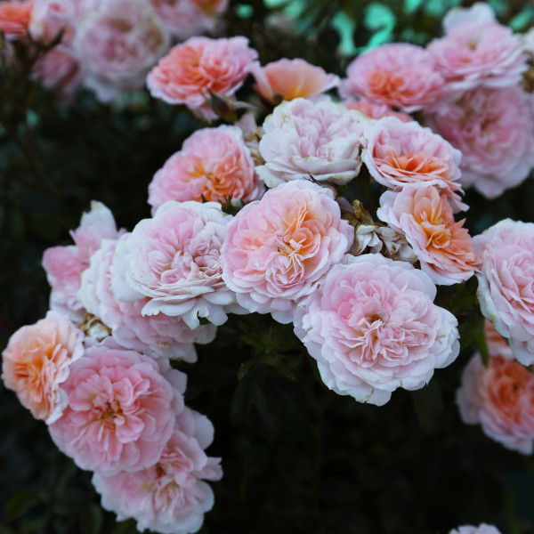 Apricot DRIFT® Meimirrote